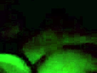 homemade video of a thick ebony woman getting a facial after fucking