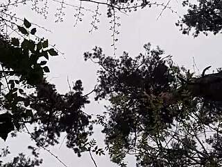 Min kæreste og jeg onanerer mens vi ser folk i parken udendørs