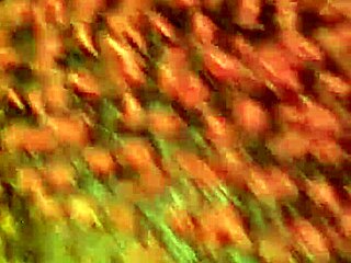 mz pretty loves sucking that big black cock so much