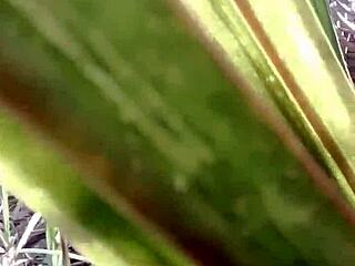 Bhabhi india del pueblo desi meando cachonda al aire libre en el rancho