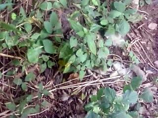 gay outdoor adventure with kcn and tan tao in nature