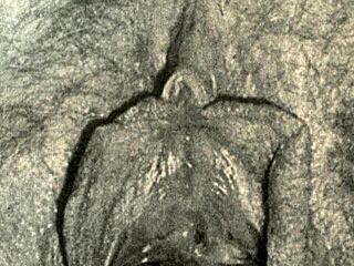 dark lantern entertainment shares vintage closeups from my secret life, diving into erotic confessions of a victorian gentleman