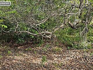 Aproveito da minha humildade so pra mim ajudar