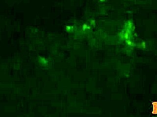 Real Teens Using Toys in University Group Setting