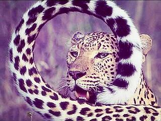 Sexy BBW masturbates with huge tits during happy holidays