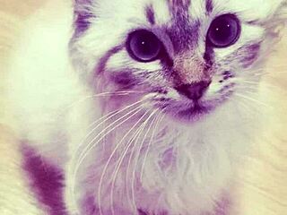 Sexy BBW masturbates with huge tits during happy holidays