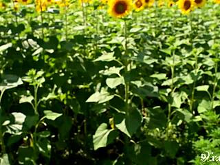 Public Blowjob With Facial Cumshot