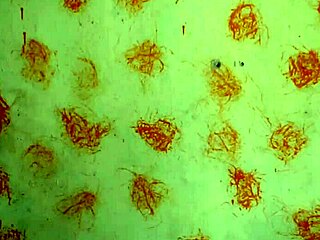 mandigo in waps, my big oiled cock ready to fuck any hole solo