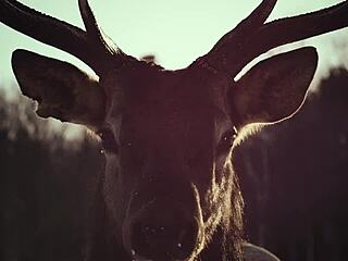 I'm watchin black metal porn in the alps, perchta bent over for uncensored orl.