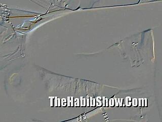 yo, how’s this dominican hood pimp bangin’ 18-year-old ms blanca?