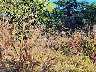 Temankan Malaysia, nak dikongkek keras luar rumah oleh aku?