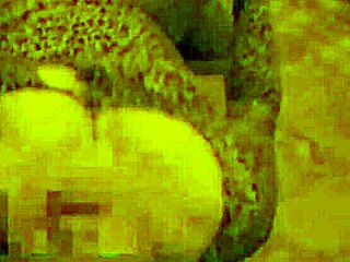 Latina Prostitute Bent Over Doggy Fuck At Holiday Party