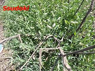 jebem jako usred javnog polja za rizične uzbuđenja