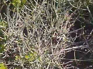 Hey, check this amateur couple’s blowjob and doggy in the bush! 😏