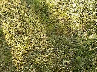 Neighbor Got Flowers, Gave Me Wild Cunnilingus Thanks!