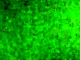 Intenzivní prcání v psí poloze s velkou prdelí sexuální panenkou SY 157cm u zdi