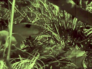 dark lantern presents beauty and the beast