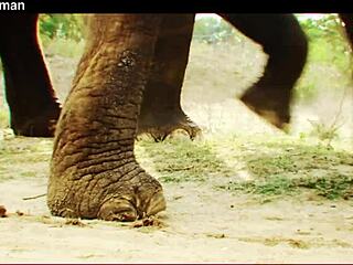 Bradnewman - Update 114 - S3xus Luna Star Intro - May 03 2025