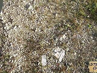 teen fucks nadia capri's cock hard!