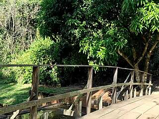 Hiding Behind Trees In Public Park