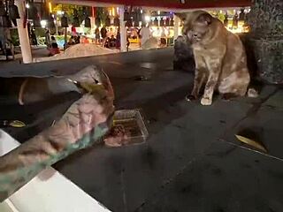 Nothing To See Here - Not A Crazy Cat Lady Feeding Stray Cats In Thailand
