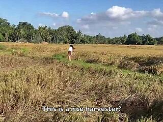 The cute rice picker says she'd rather get paid with sex for her work