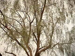 Janice Griffith's lingerie anal ride craves deep creampie finish