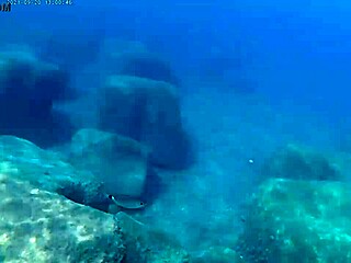 Fish gobbling up thick cum loads for liquid lunch?! Cum everywhere!