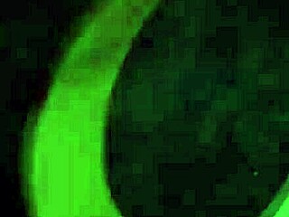 curvy latina candy rides big black cock anal cowgirl to orgasm bareback