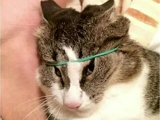 Top 5 Countries with Loudest Stomach Growls