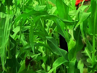 Helping a friend in the cornfield