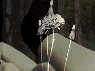 i present vintage interracial confessions from my secret life