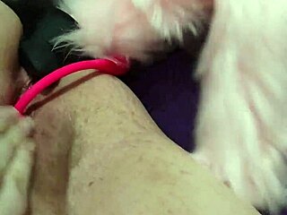 Chubby fox enjoys double action