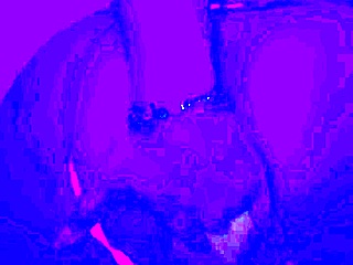 bleu room anal solo finger fuck