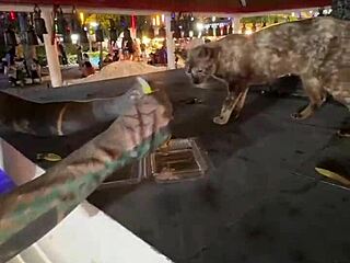 Nothing To See Here - Not A Crazy Cat Lady Feeding Stray Cats In Thailand