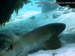 Super Shark Sexy Bikini Girl