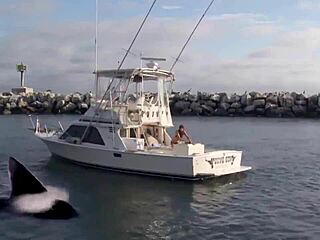 Super Shark Sexy Bikini Girl