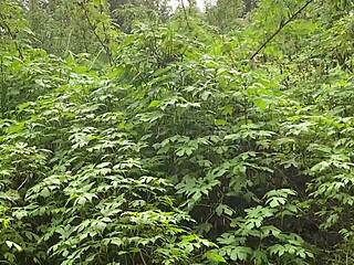 Loirinha Gostosa Damages Her Tight Ass with Hidden Sex Toy