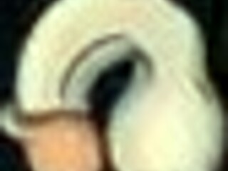 Fuckerman hits the campus scene