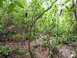 Suggestive Forest Teens Lick Pussy In Thai Woods Adventure