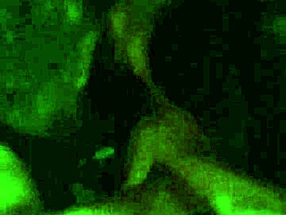 i ride suck n fuck this big cock like a total slut