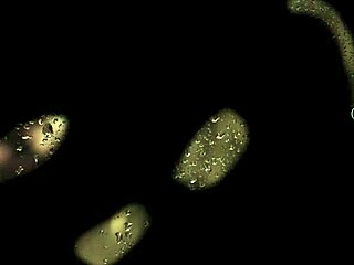 Son-in-law forbidden love heats up episode 02 audio story!