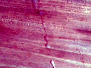 guy masturbates to huge cumshot orgasm on desk solo