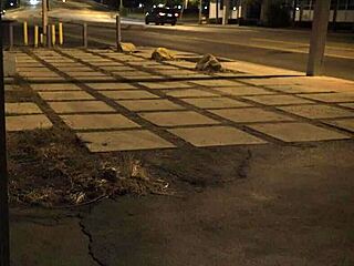 Stranded Teen Roughly Fucked Outdoors in Bondage Doggy and Cowgirl!