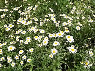 Hey i spy neighbor fingering pussy to daisies orgasm explosion