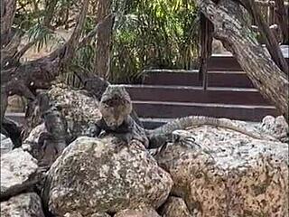 Nympho Redhead Teases Creamy Pussy On Beach In Homemade Paradise Vlog